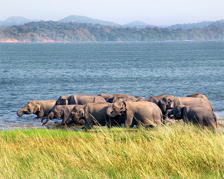 Photo d'un groupe d'éléphant proche du grand lac Minneriya